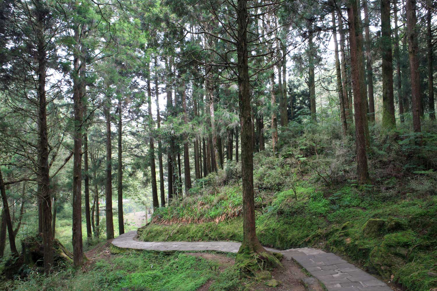 waldorf blog write to read forest scene