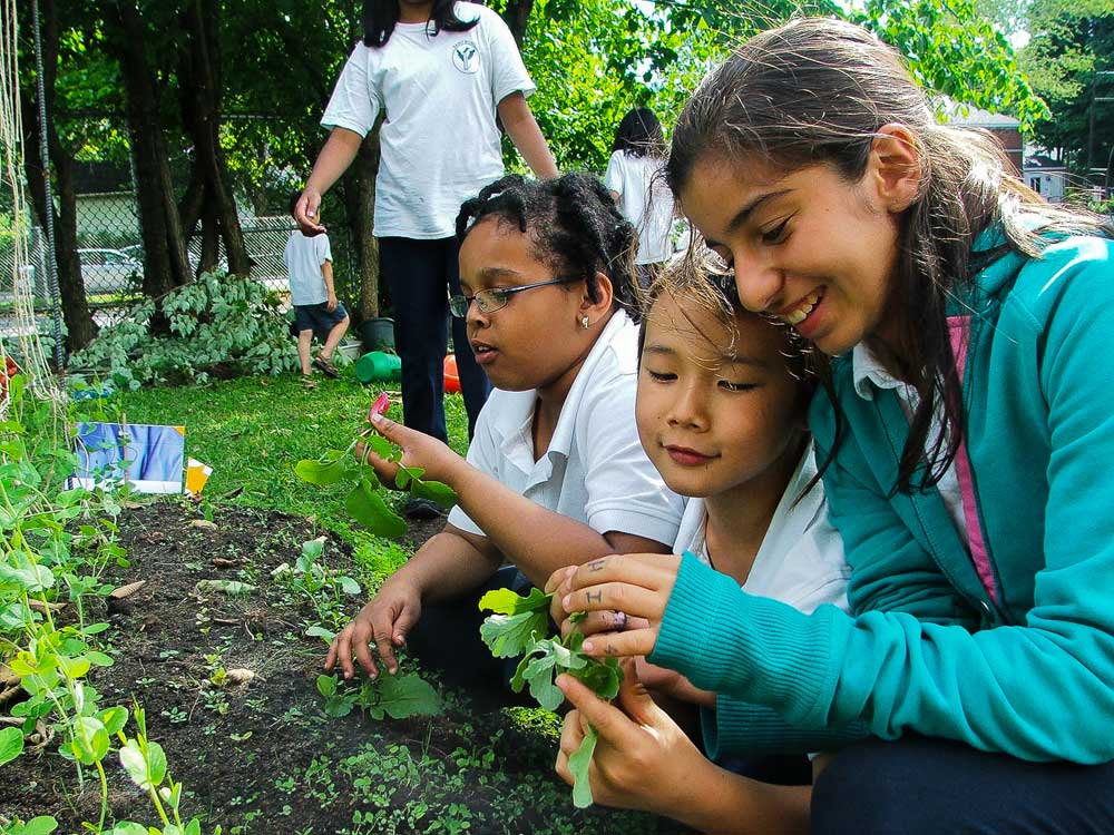 Students working in their garden at school.